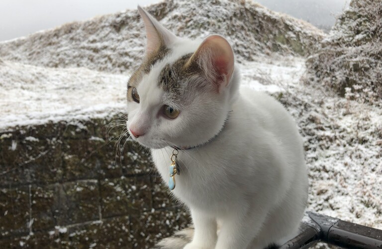 猫の特徴について｜熊本市のネコ可物件専門店ネコ不動産