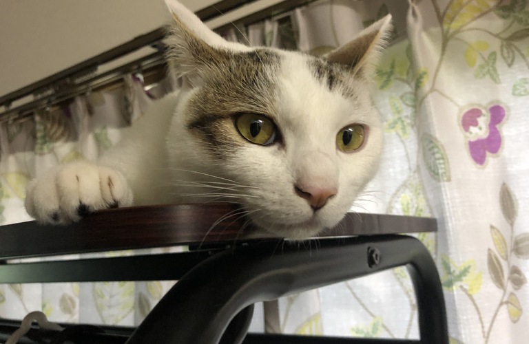 猫の不妊手術について｜ネコとネコ好きのためのネコ不動産
