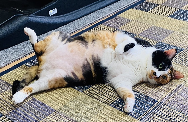 猫の環境エンリッチメントについて｜ネコとネコ好きのための不動産屋さん