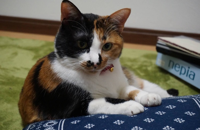 ネコのきもちについて愛玩動物飼養管理士が紹介｜ネコとネコ好きのための不動産屋さん