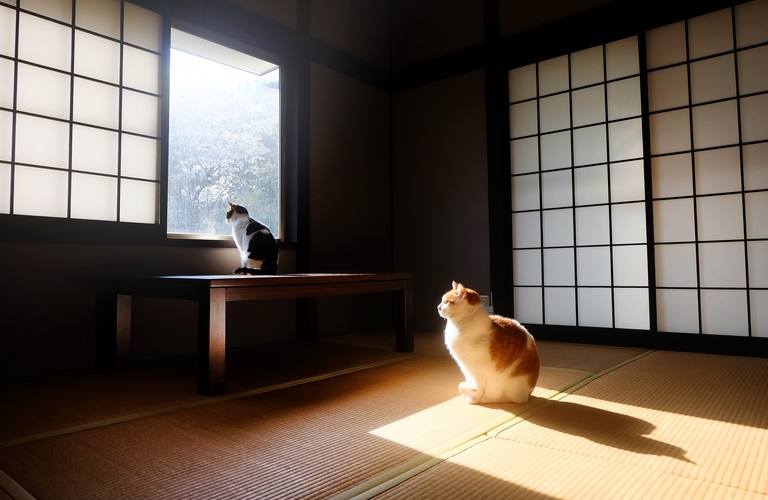 ペット相続士が高齢者の猫の終生飼養をサポート｜ネコとネコ好きのための不動産