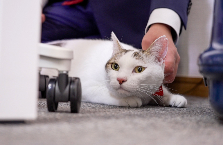 猫可物件を専門とした賃貸管理サービスを提供｜熊本市のネコ可物件専門店ネコ不動産
